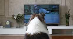 해피독TV 월정액