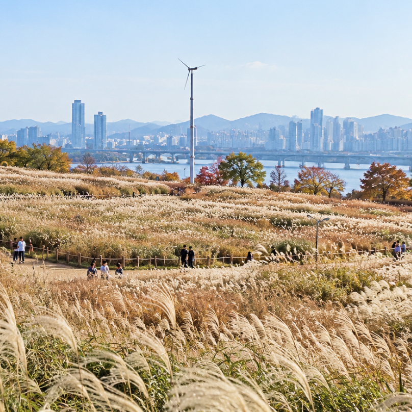 天空公园芒草地